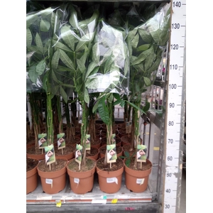 Pachira aquatica
