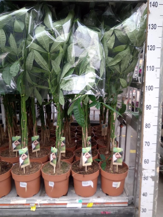 <h4>Pachira aquatica</h4>