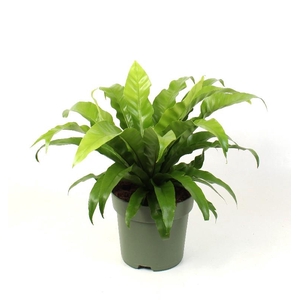 Asplenium Antiquum