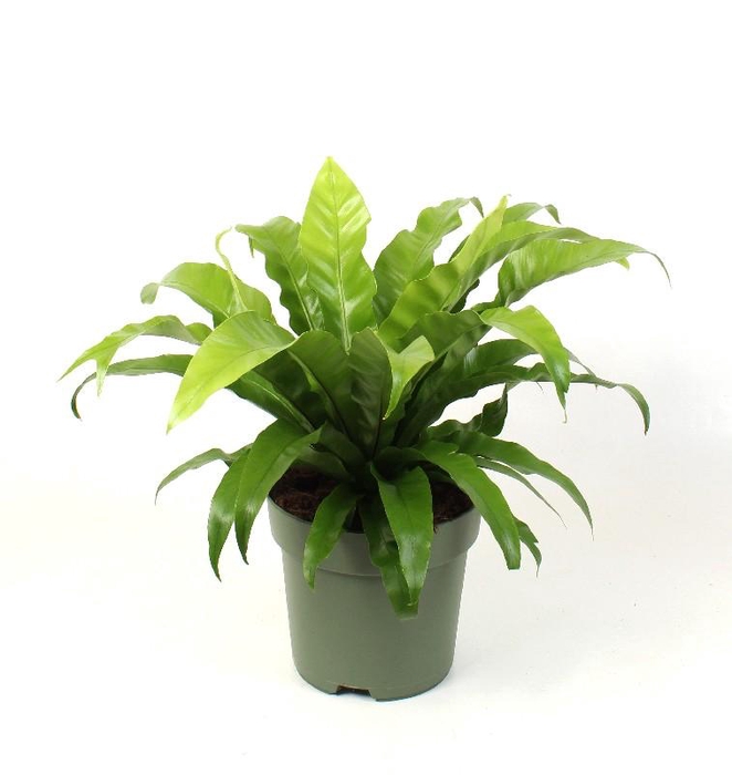 <h4>Asplenium Antiquum</h4>