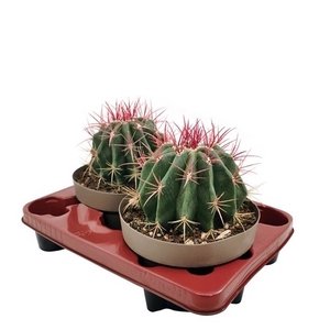 Ferocactus Pilosus Stainesii