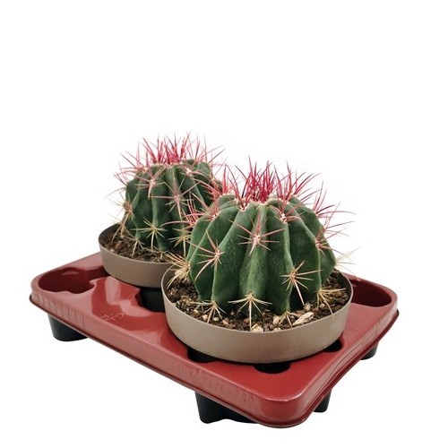 <h4>Ferocactus Pilosus Stainesii</h4>