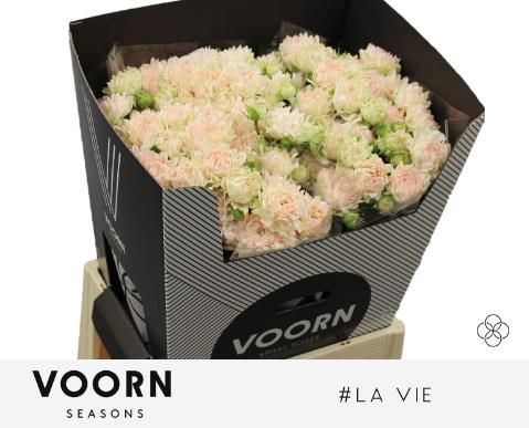 <h4>R Tr H La Vie Voorn Seasons</h4>