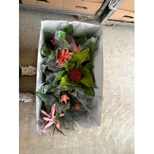 Aechmea   ...mix
