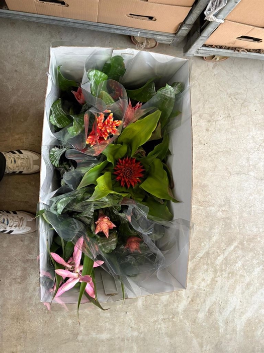 Aechmea   ...mix