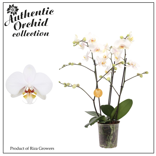 <h4>Phal. Authentic Marvellous White - 40+ flowers 17cm</h4>