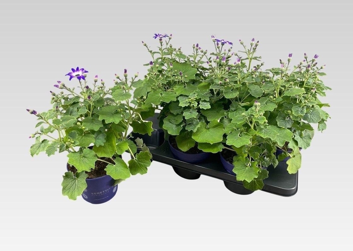 <h4>PERI C SEN VIOL BIC</h4>