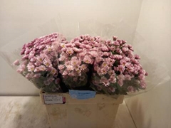 <h4>CHR SAN CONFETTI</h4>