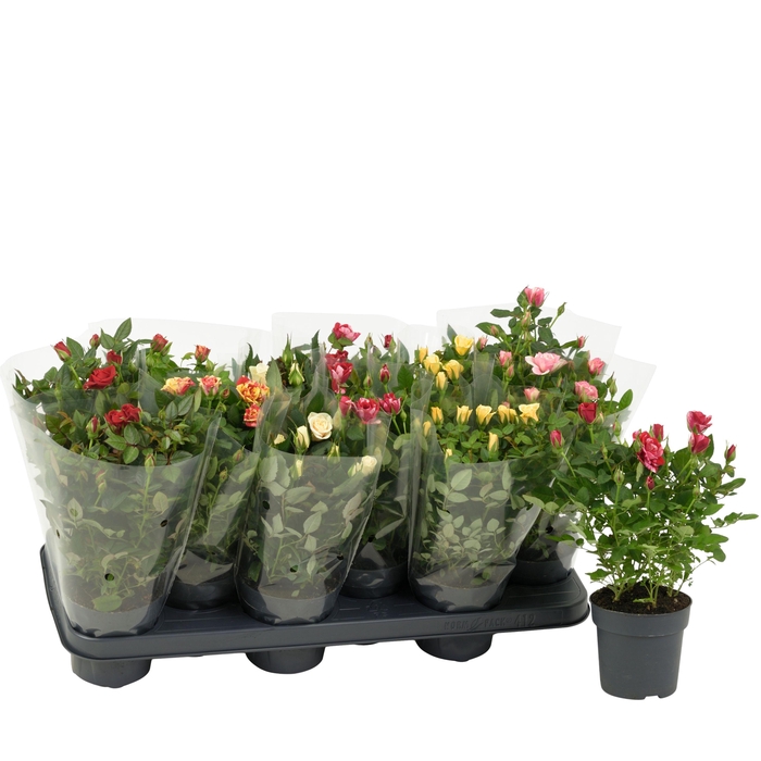 <h4>Nolina Roses Ø 10.5 cm Mix Blanco sleeve</h4>