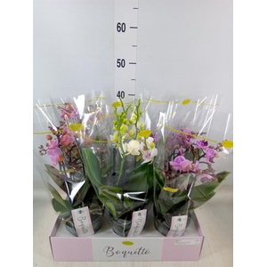 Phalaenopsis multi.   ...mix  3