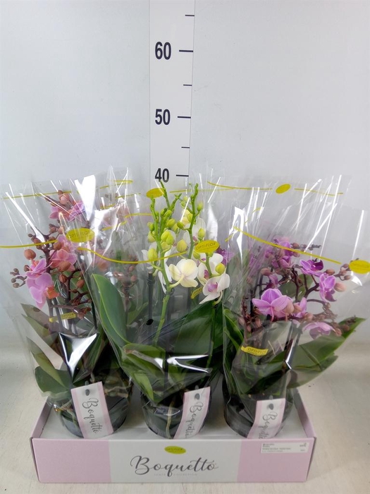 <h4>Phalaenopsis multi.   ...mix  3</h4>