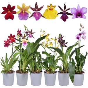 ORCHIDEEEN OVERIG