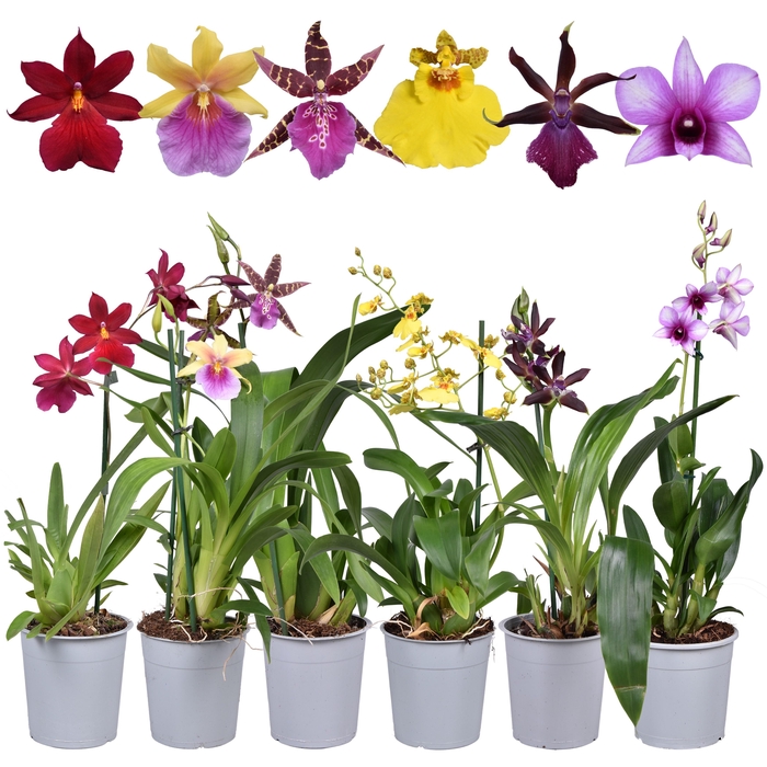 <h4>ORCHIDEEEN OVERIG</h4>