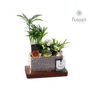 Acryl bakje LED rechthoek met Arrangement