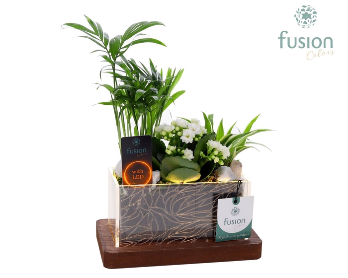 <h4>Acryl bakje LED rechthoek met Arrangement</h4>