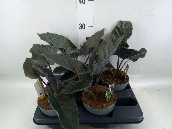 <h4>Alocasia   ...</h4>