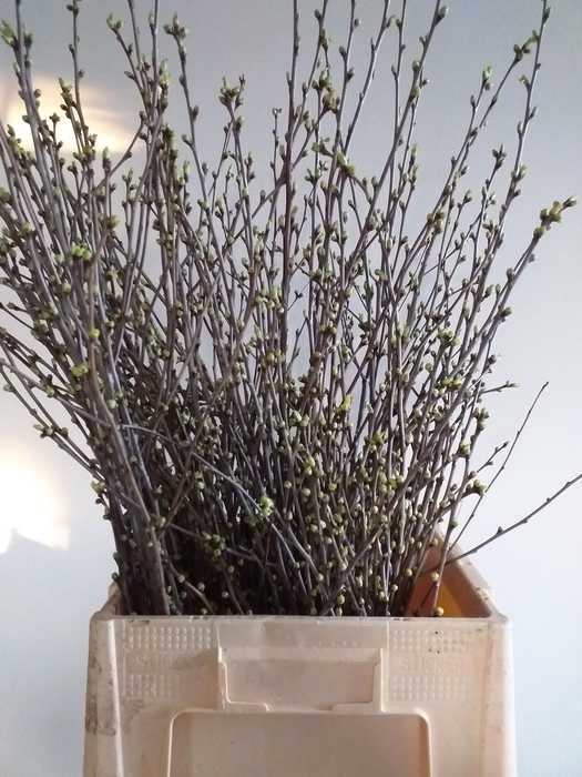 <h4>KERSENBLOESEM P BOS</h4>