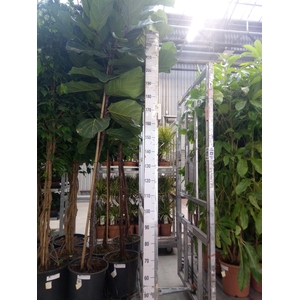 Ficus lyrata