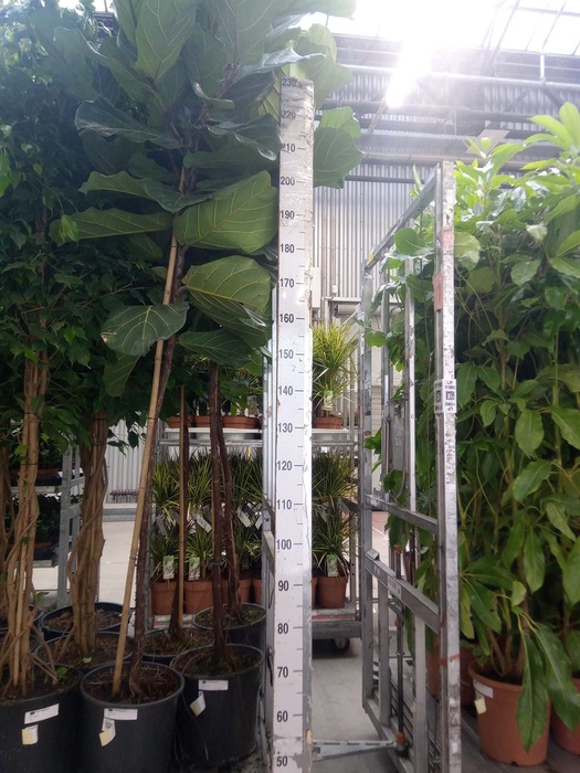 <h4>Ficus lyrata</h4>