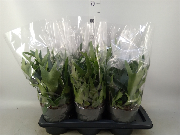 <h4>Platycerium bifurc.</h4>
