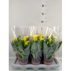 Zantedeschia  'Sunclub'