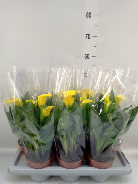 <h4>Zantedeschia  'Sunclub'</h4>