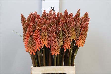 <h4>Knip Alcazar</h4>