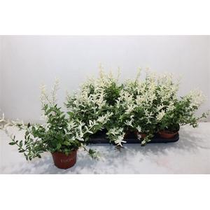 Euonymus Fo Harlequi