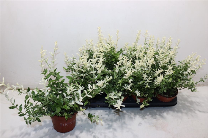 <h4>Euonymus Fo Harlequi</h4>