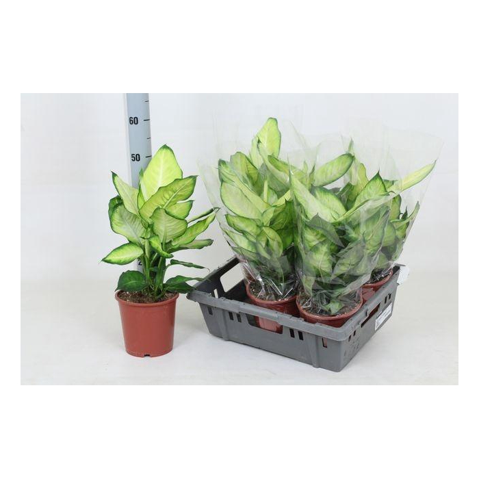 <h4>Dieff Summer Style</h4>