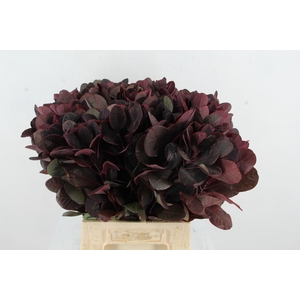 COTINUSBLAD ROYAL PURPLE