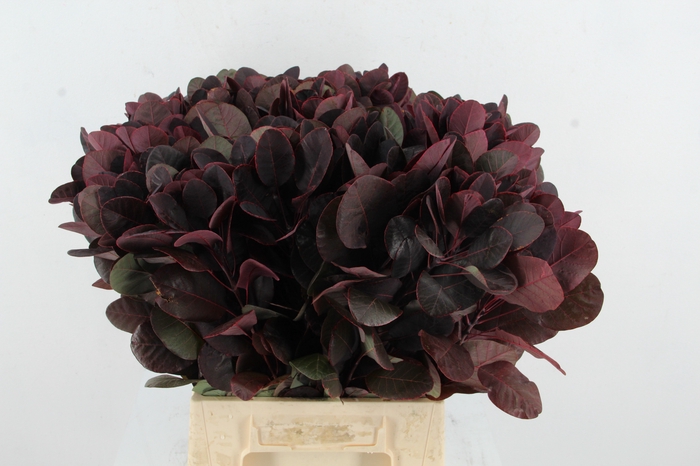 <h4>COTINUSBLAD ROYAL PURPLE</h4>