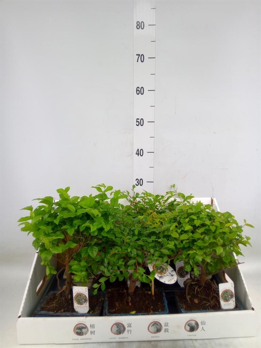 <h4>Bonsai   ...mix</h4>