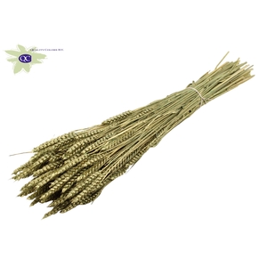 Triticum per bunch Antique Green