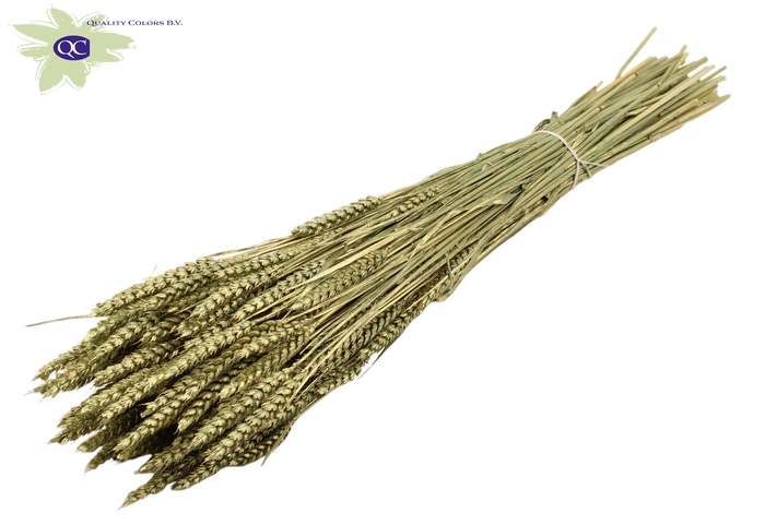 Triticum per bunch Antique Green