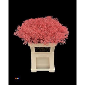 Gyps Million Star Coral