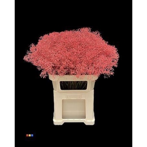 Gyps Million Star Coral