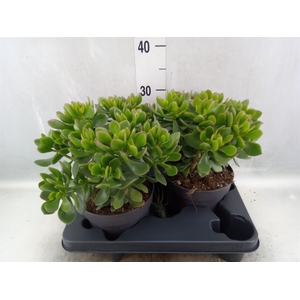 Crassula  'Minova Magic'