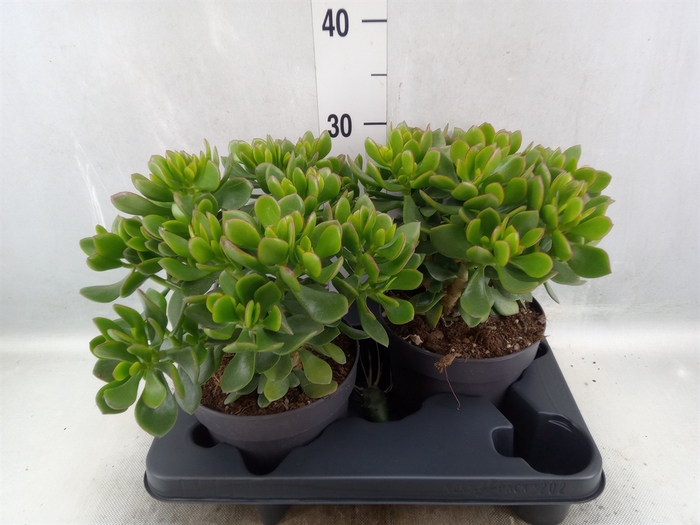 <h4>Crassula  'Minova Magic'</h4>