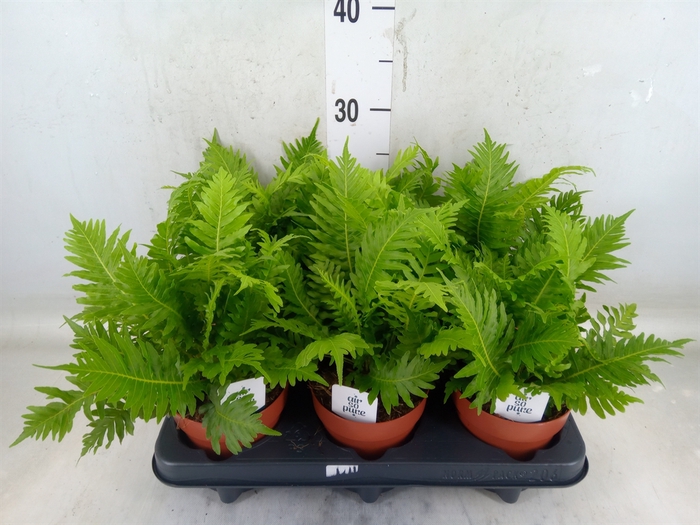 <h4>Blechnum gibbum 'Silver Lady'</h4>