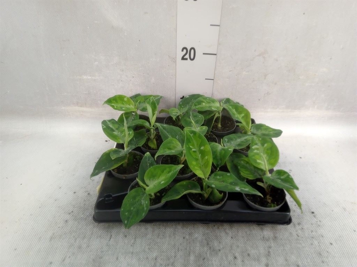 <h4>Aglaonema   ...</h4>