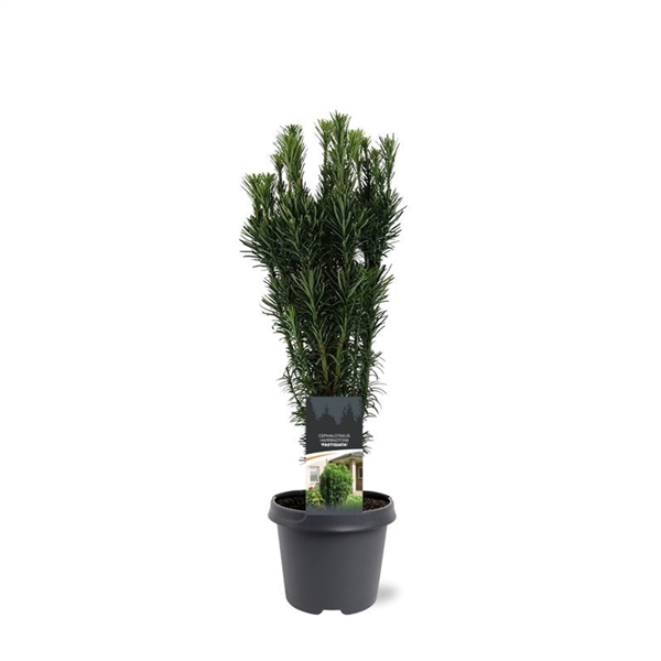 <h4>Cephalotaxus harringtonii 'Fastigiata'</h4>