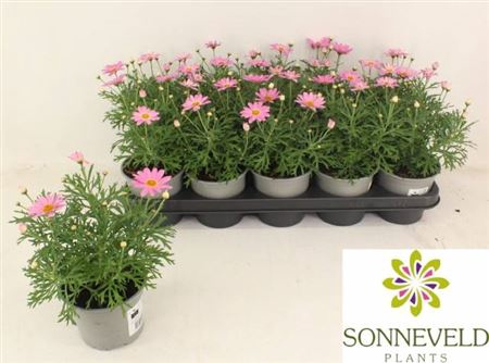 <h4>Argyranthemum frutescens 'Simba Pink with Eye'</h4>