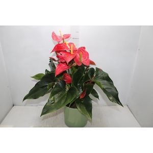COQ. PLANTAS ORN. T8