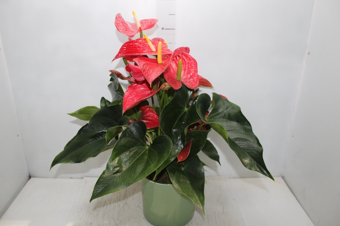 <h4>COQ. PLANTAS ORN. T8</h4>