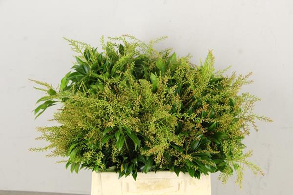 <h4>Pieris Pagode Groen Bs</h4>