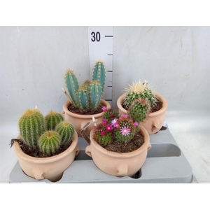 Cactus   ...mix