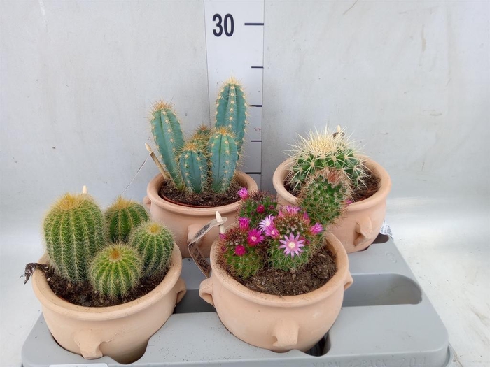 <h4>Cactus   ...mix</h4>