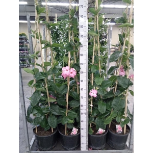 Mandevilla am. 'Alice du Pont'