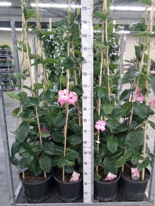 <h4>Mandevilla am. 'Alice du Pont'</h4>